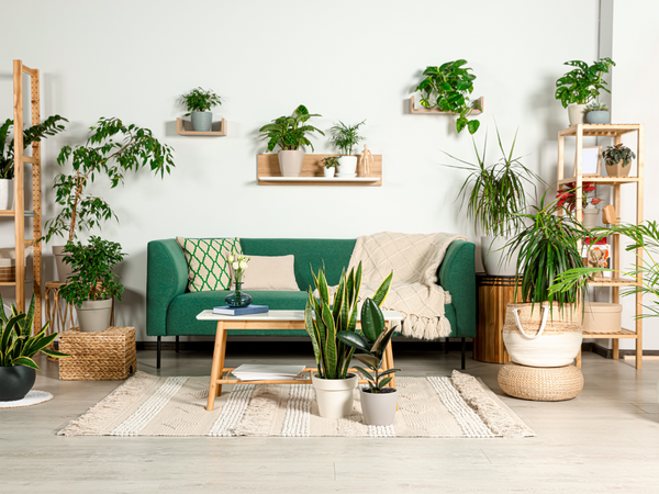 Wohnzimmer mit grünem Sofa und vielen Zimmerpflanzen auf Regalen und am Boden