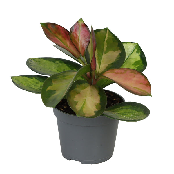 Panaschierte Hoya mit grün-cremefarbenen und rosa Blättern im grauen Topf
