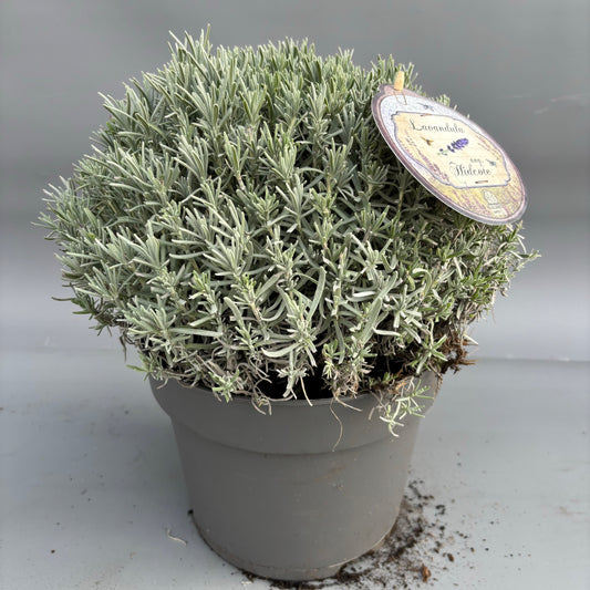 Lavendel