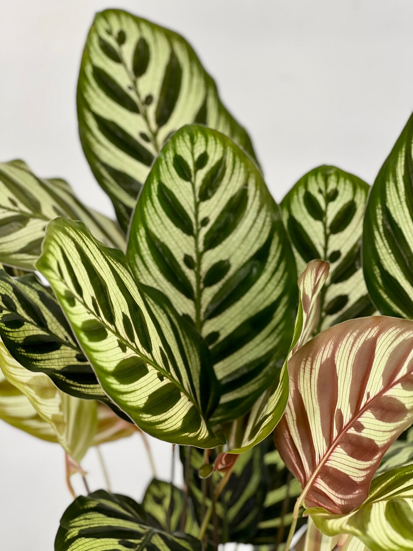 Calathea Makoyana (Korbmarante)