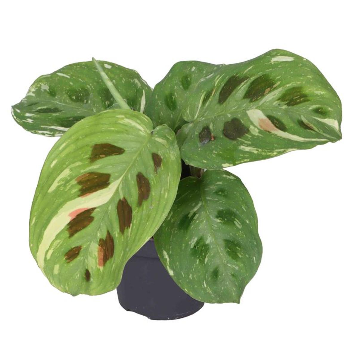 Maranta Variegata