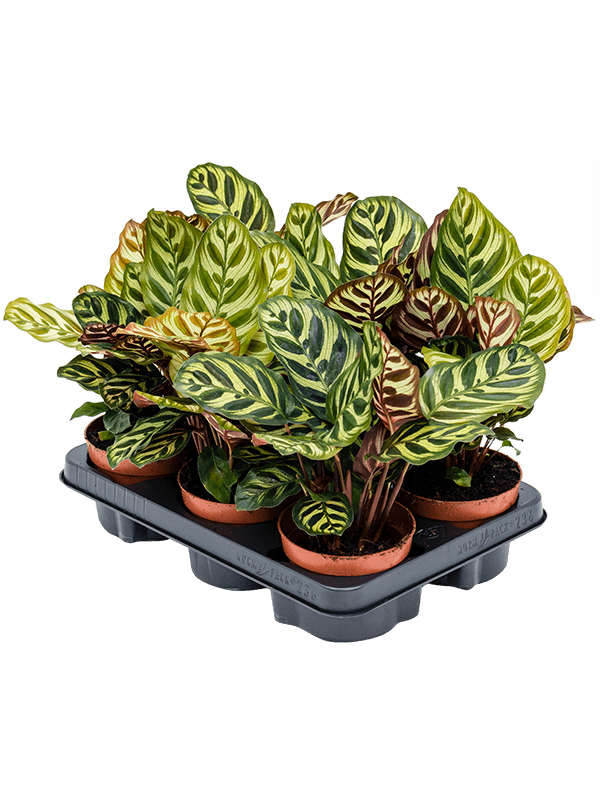 Calathea Makoyana (Korbmarante)