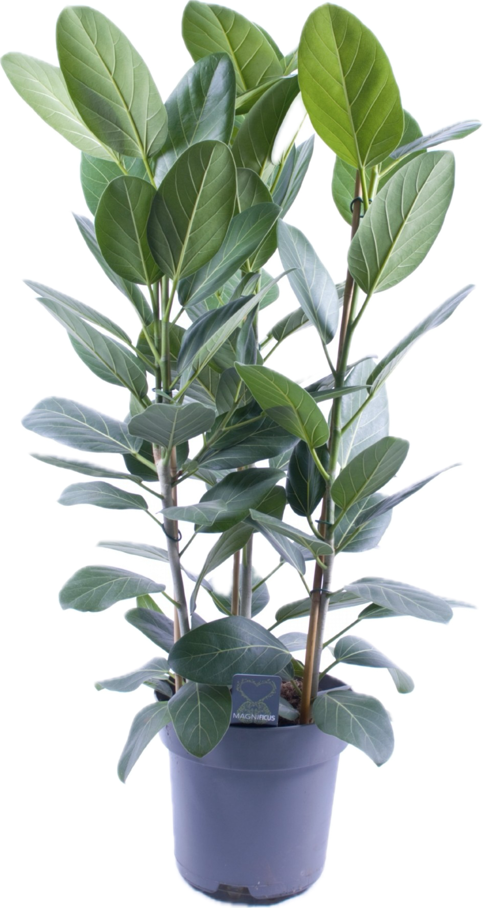 Ficus benghalensis
