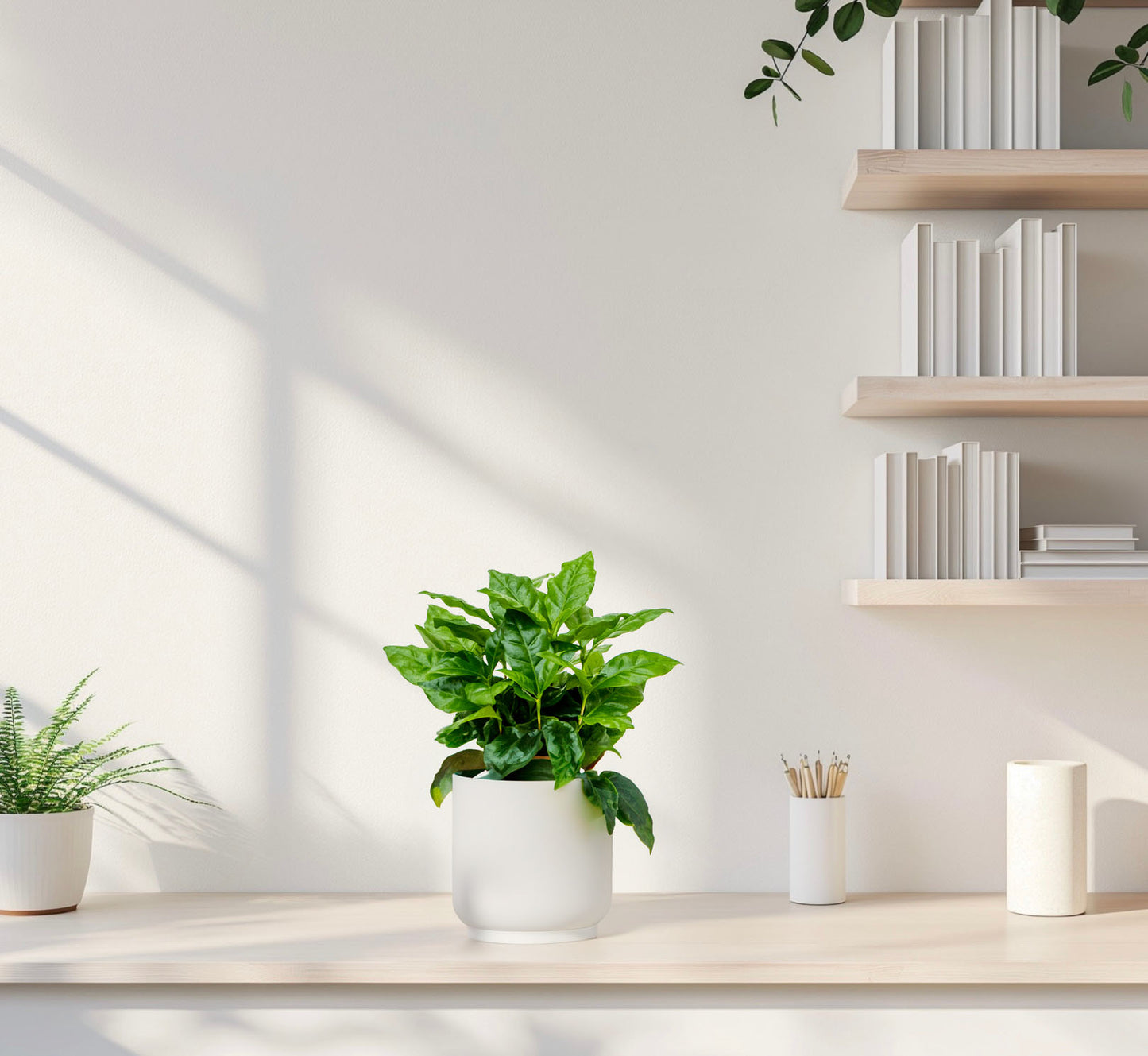 Kaffeepflanze - Coffea Arabica