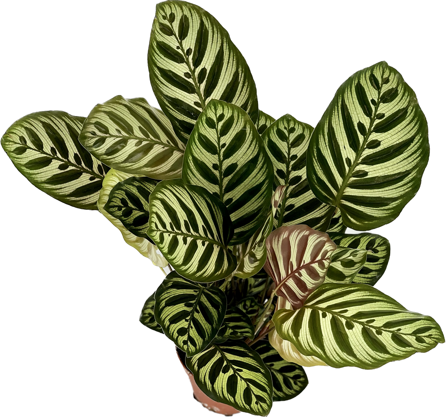 Calathea Makoyana (Korbmarante)