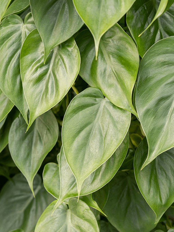 Philodendron scandens