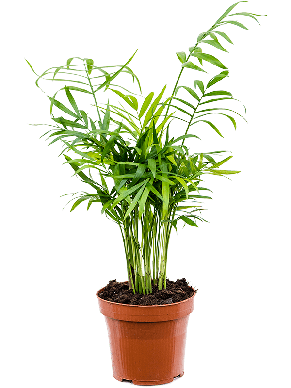 Bergpalme - Chamaedorea elegans