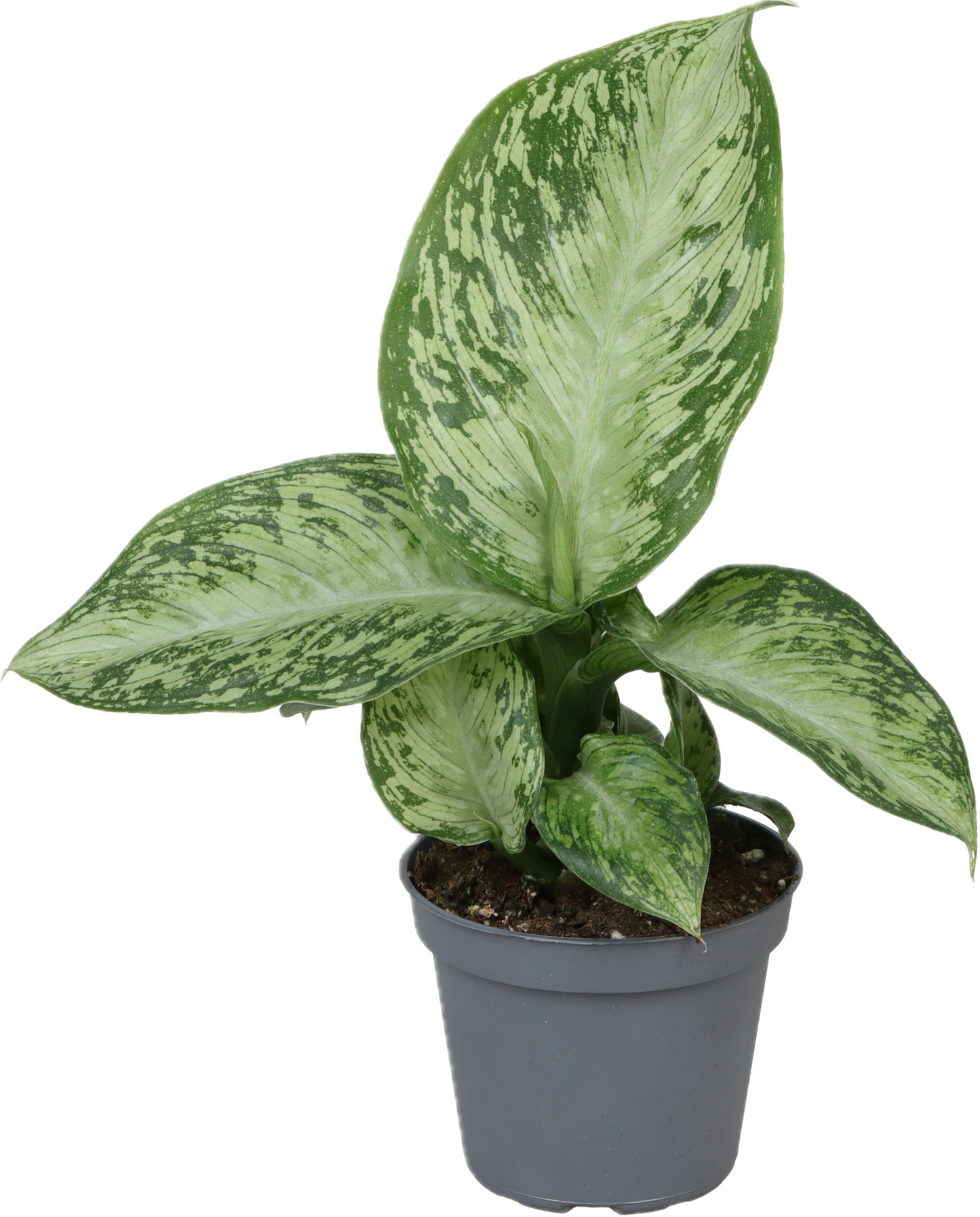 Dieffenbachia Snow