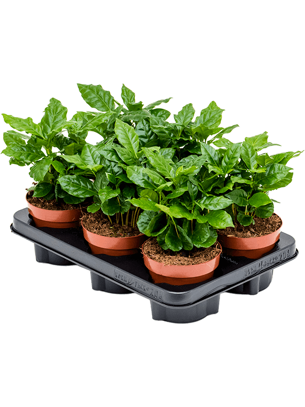 Kaffeepflanze - Coffea Arabica