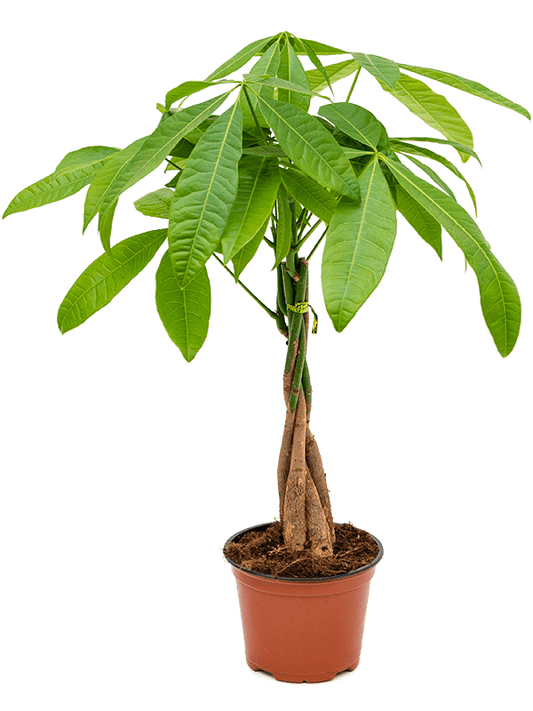 Glückskastanie - Pachira