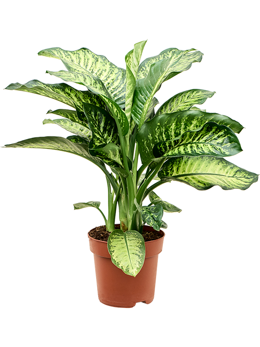 Dieffenbachia seguine