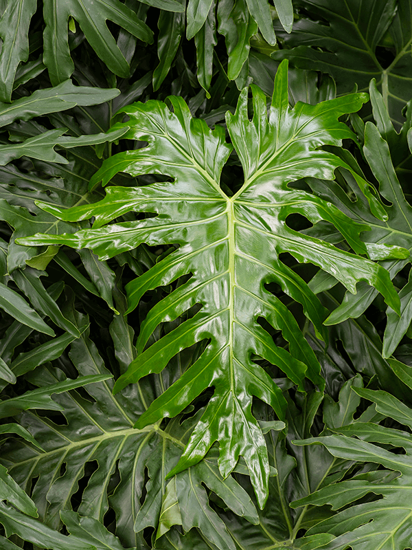 Philodendron Selloum