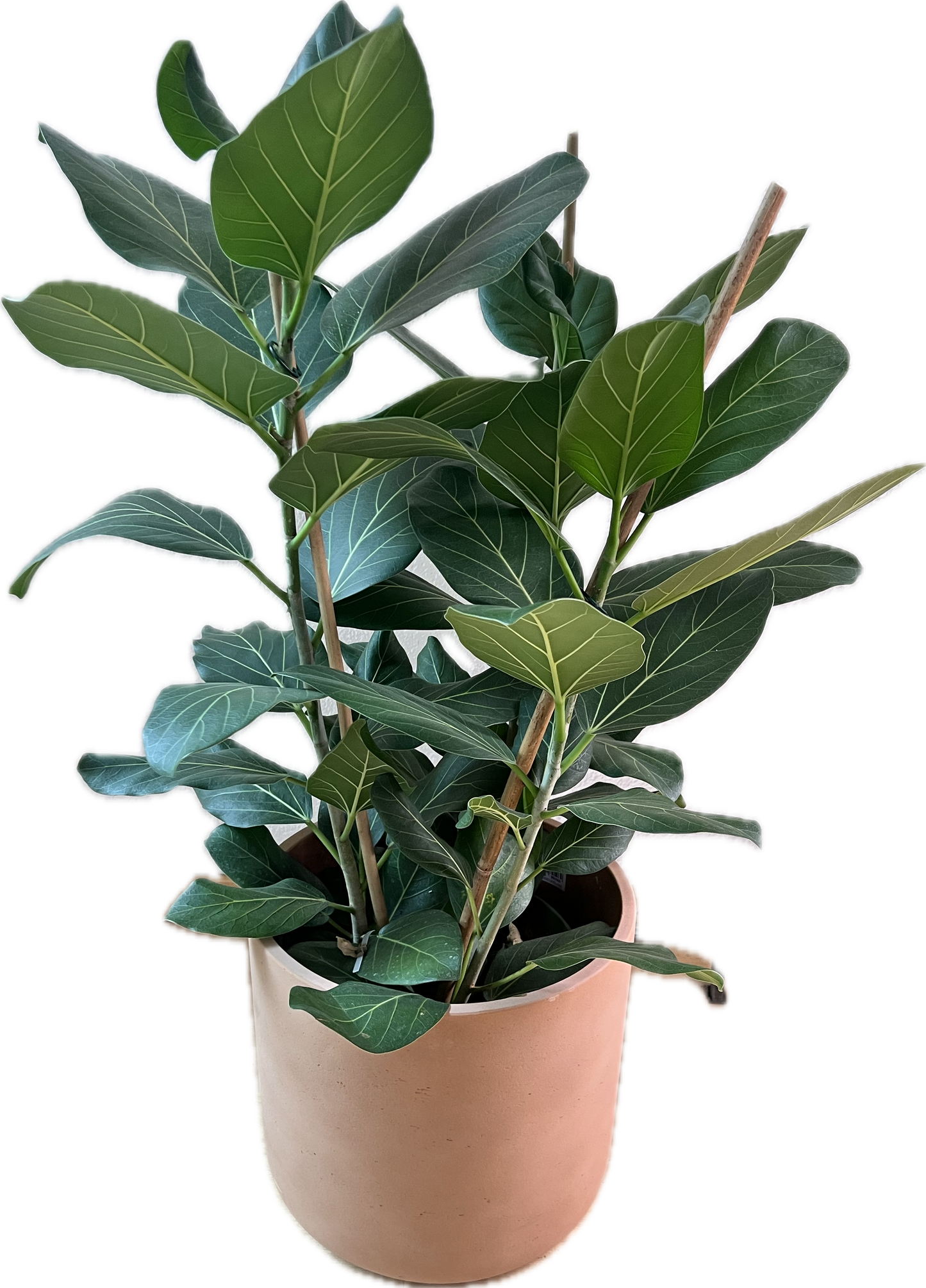 Ficus benghalensis