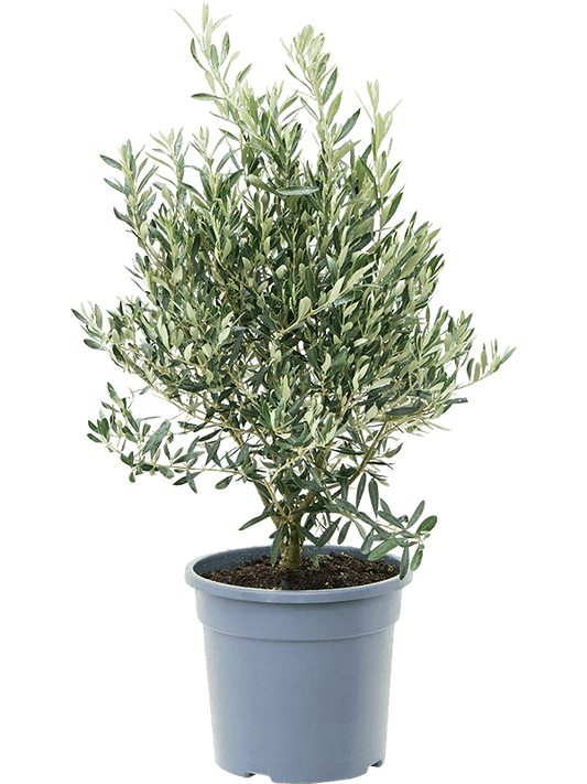 Olea Europaea - Olivenbaum