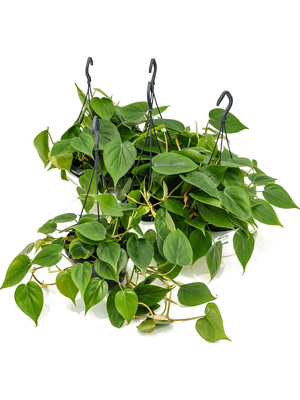 Philodendron scandens