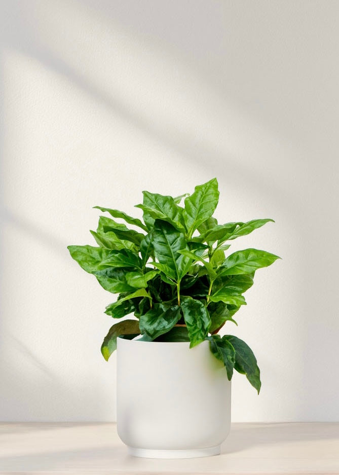 Kaffeepflanze - Coffea Arabica