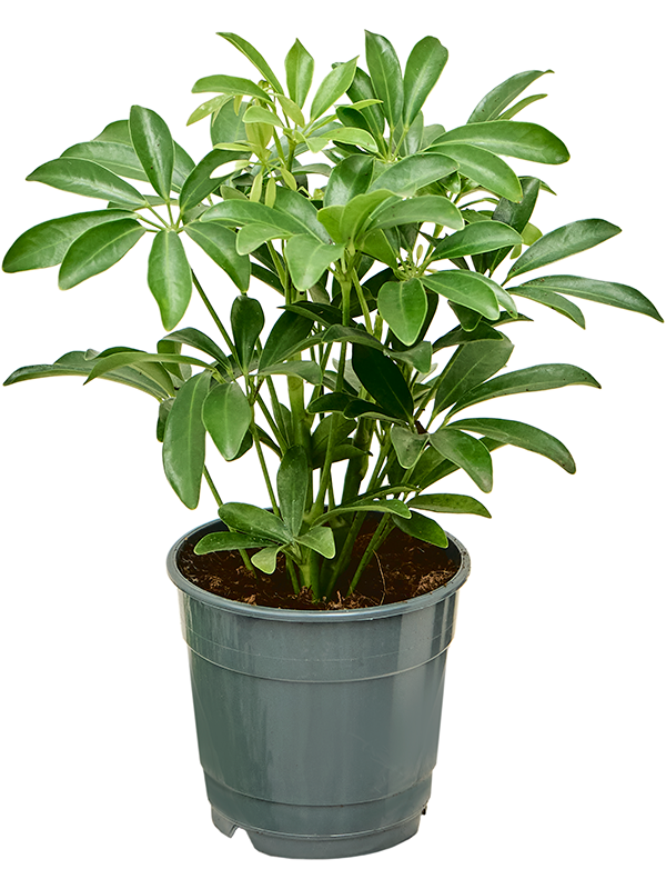 Schefflera