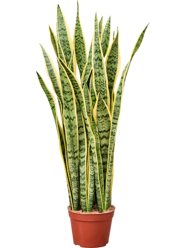 Sansevieria trifasciata