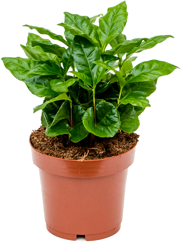 Kaffeepflanze - Coffea Arabica