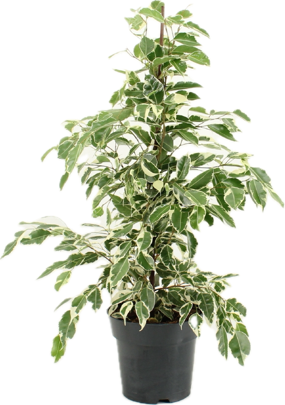 Ficus benjamina twilight