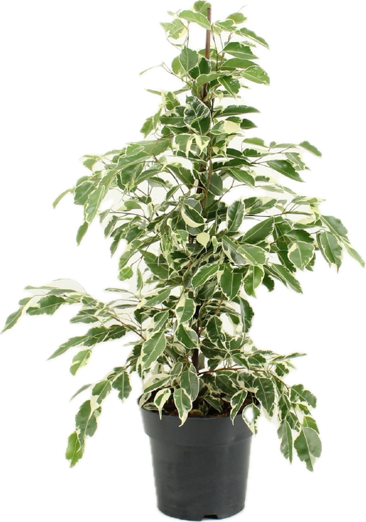 Ficus benjamina twilight