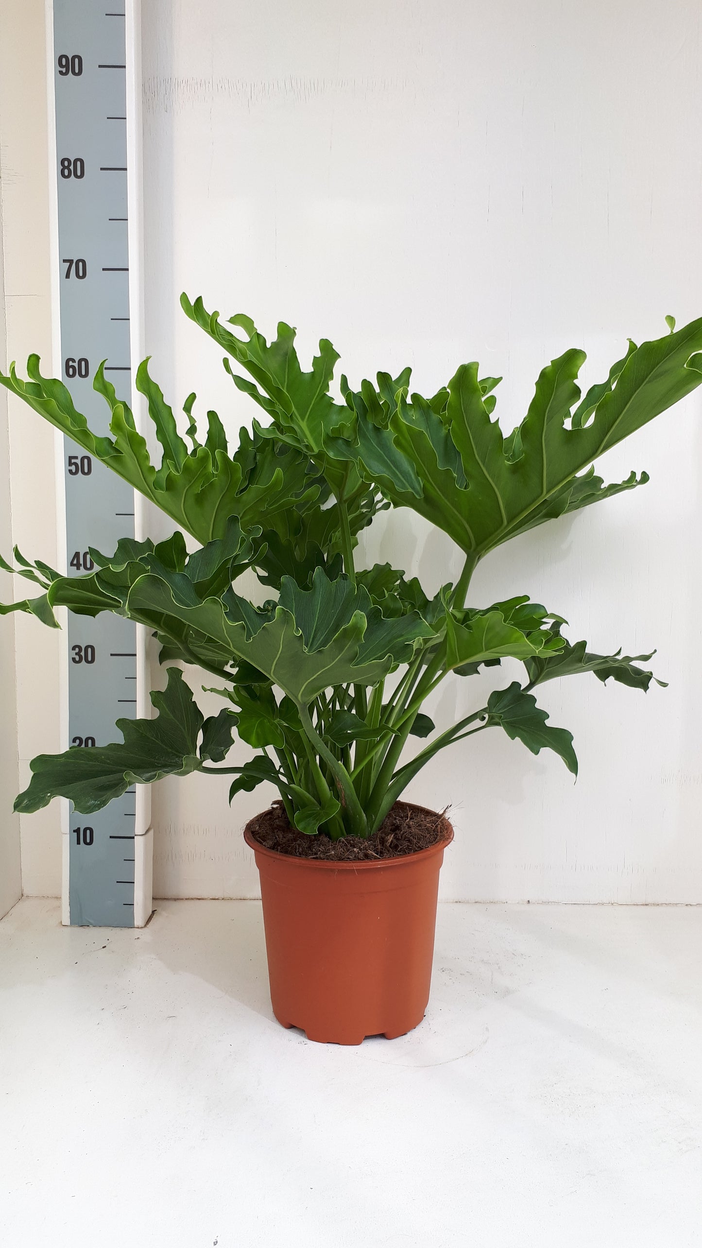 Philodendron Selloum
