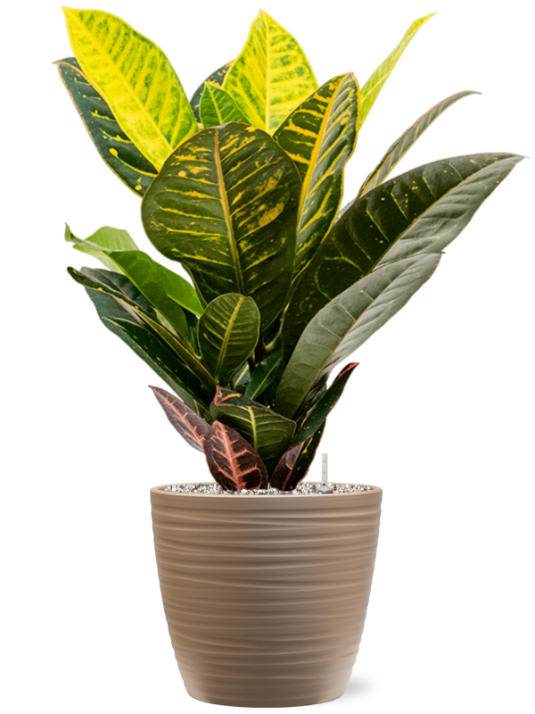 Croton 'Petra'- Wunderstrauch
