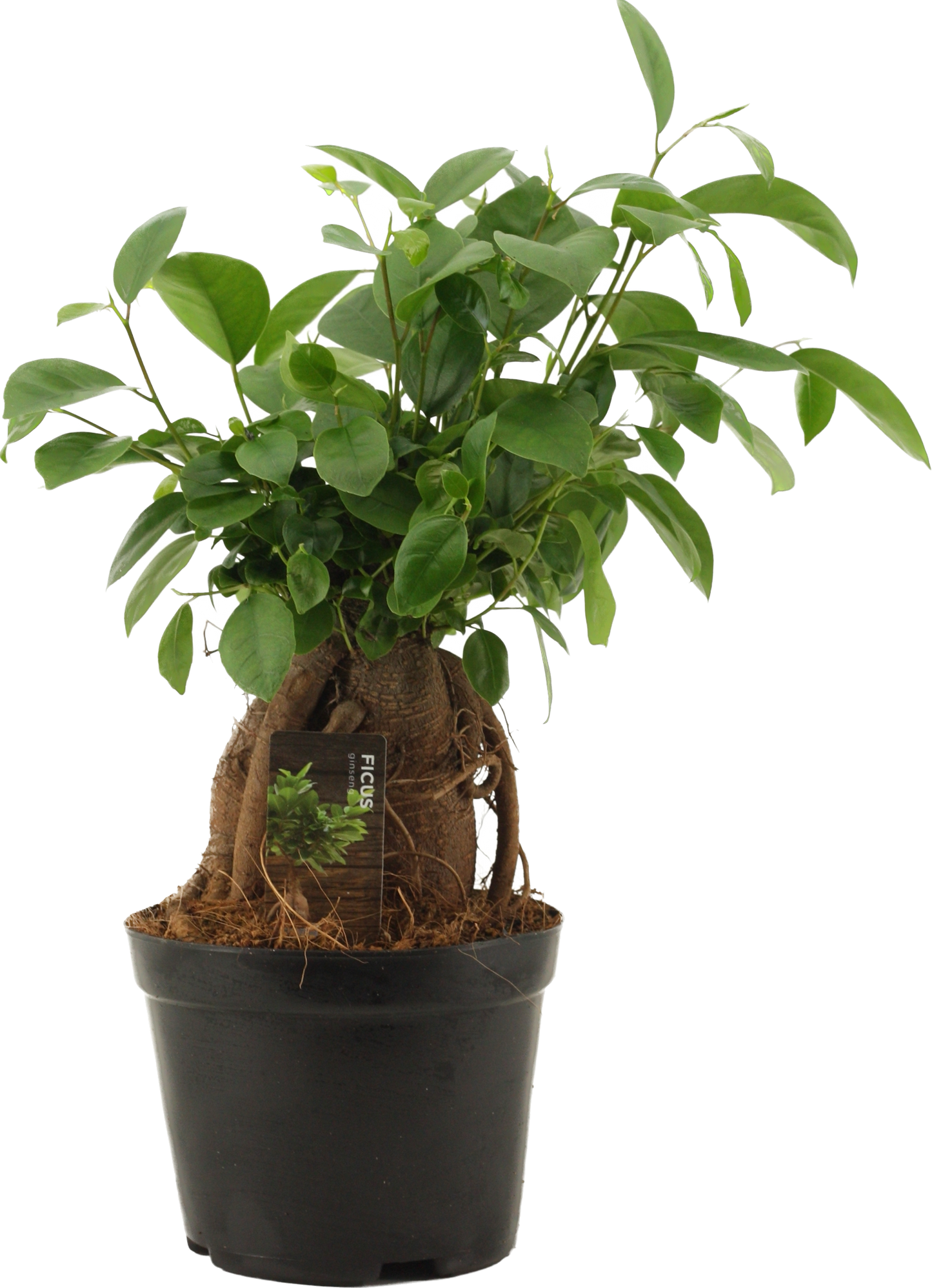 Ficus Ginseng