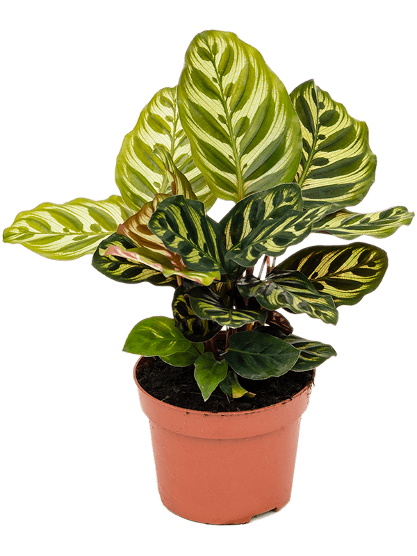 Calathea Makoyana (Korbmarante)