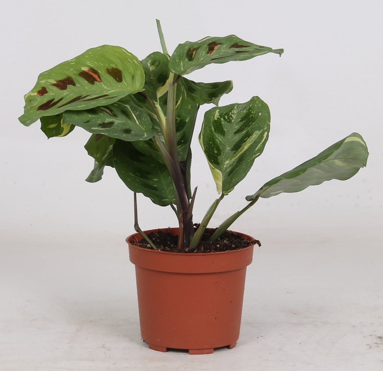 Maranta Variegata