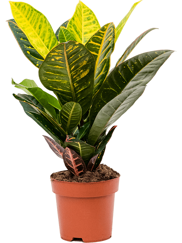 Croton 'Petra'- Wunderstrauch