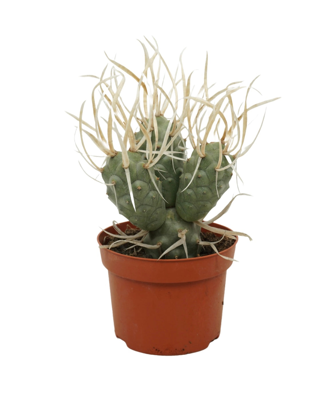 Tephrocactus