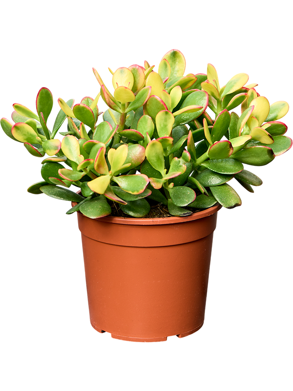 Geldbaum - Crassula Sunset
