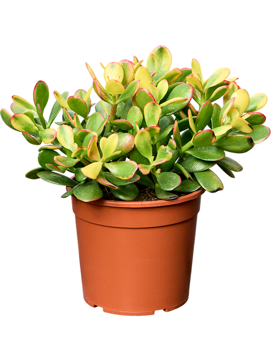 Geldbaum - Crassula Sunset