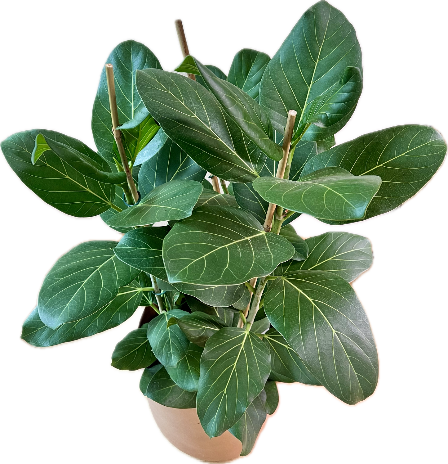 Ficus benghalensis