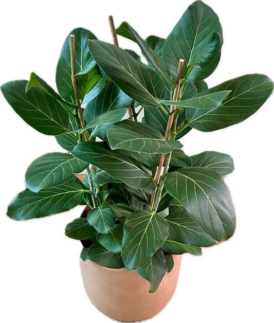 Ficus benghalensis