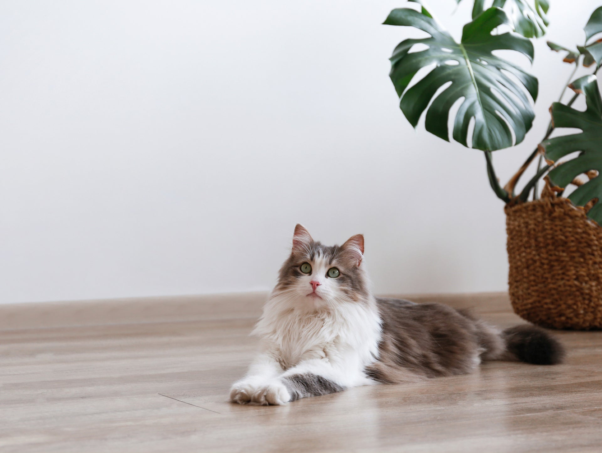 Ungiftige Zimmerpflanzen fr Katzen, Hunde und Kinder  Mahaloplants