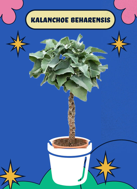 🌿 Kalanchoe beharensis – Der flauschige Exzentriker unter den Zimmerpflanze