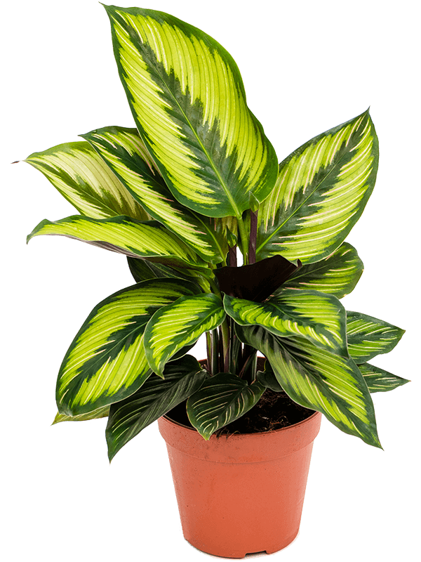 Calathea Beauty Star