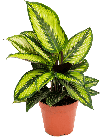 Calathea Beauty Star