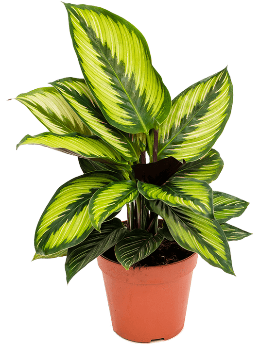 Calathea Beauty Star