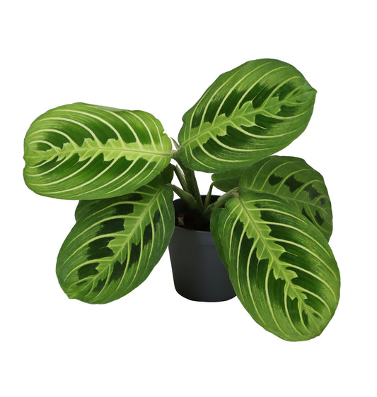 Maranta Lemon Lime