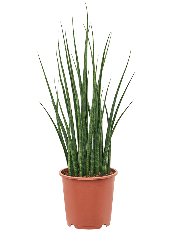 Sansevieria Mikado