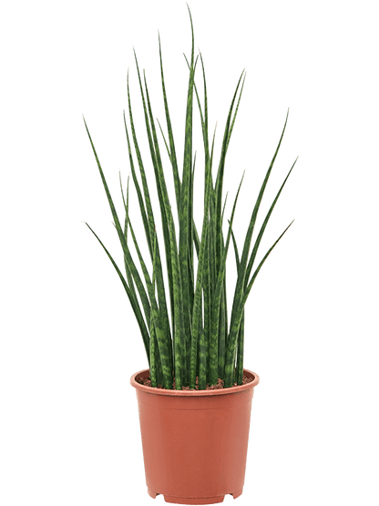 Sansevieria Mikado