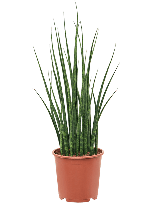 Sansevieria Mikado