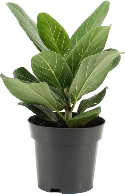 Ficus benghalensis