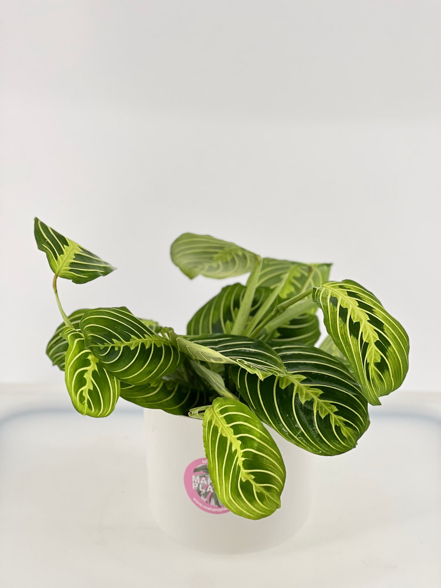 Maranta lemon lime