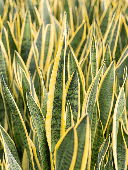 Sansevieria Futura