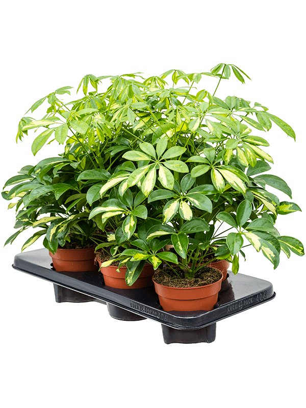 Schefflera