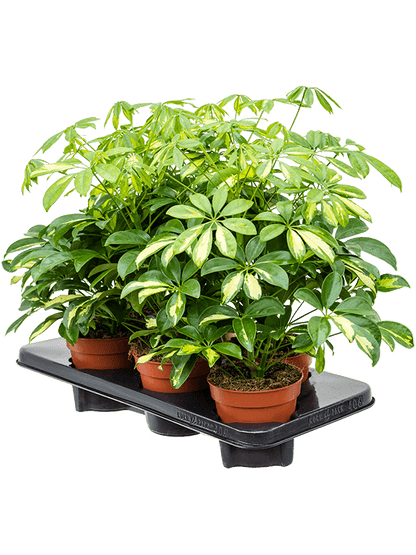 Schefflera